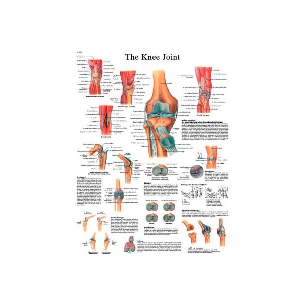Fabrication Enterprises 3B Anatomical Chart - Knee Joint, Sticky Back 12-4611S - main